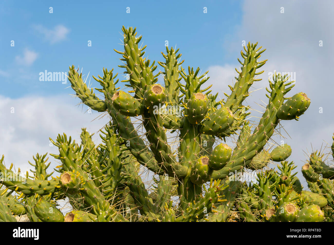 cactus plant, Malta Stock Photo Alamy