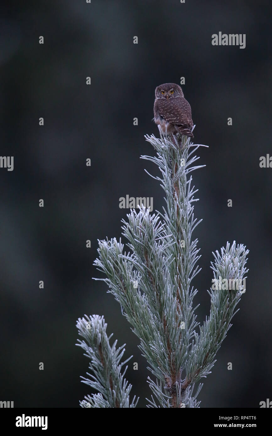 Pygmy Owl (Glaucidium passerinum) on top of spruce tree, covered in frost. Estonia Stock Photo