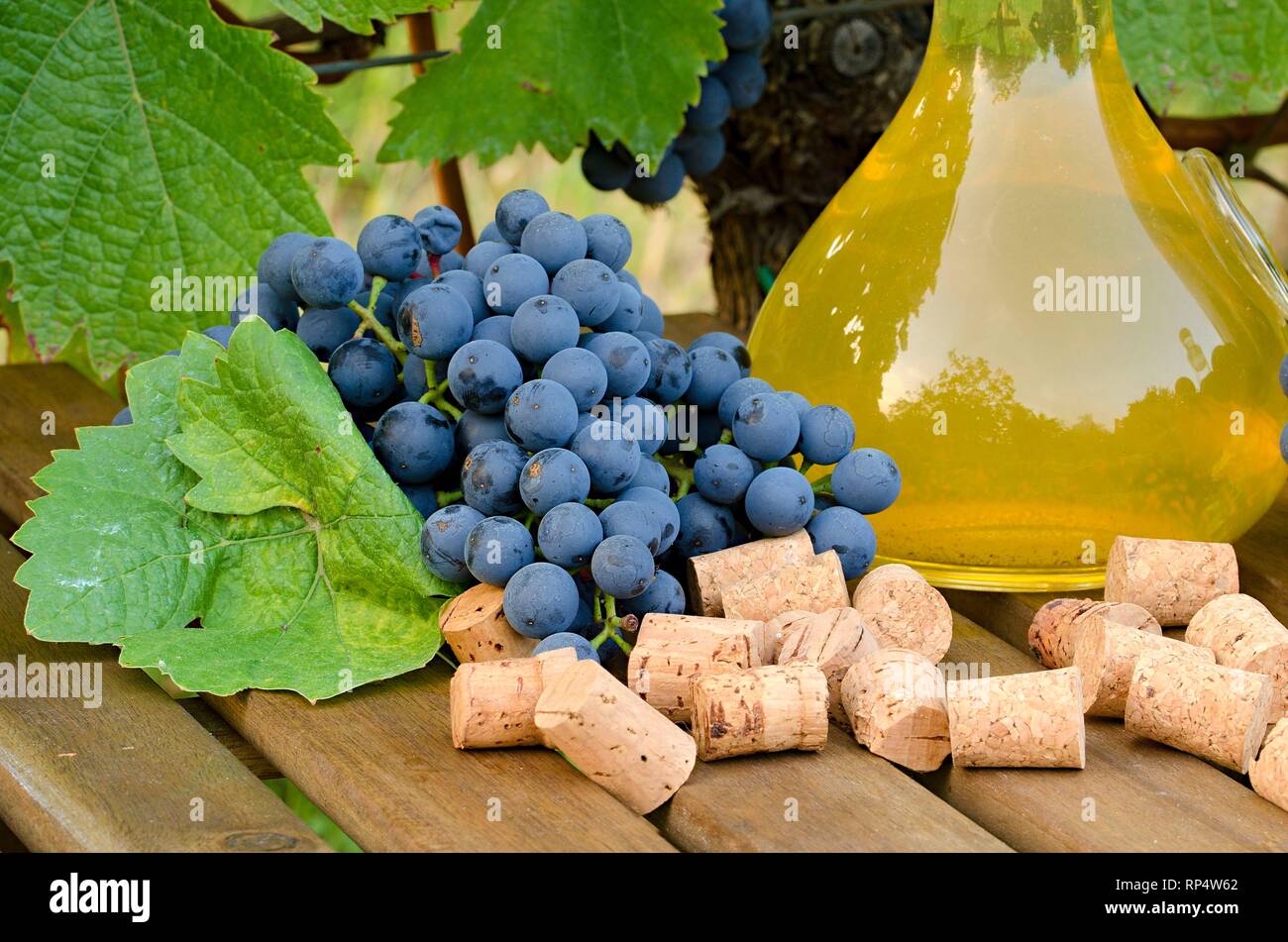 Homemade white and red wine from grapes. Decanters, bottles, corks and