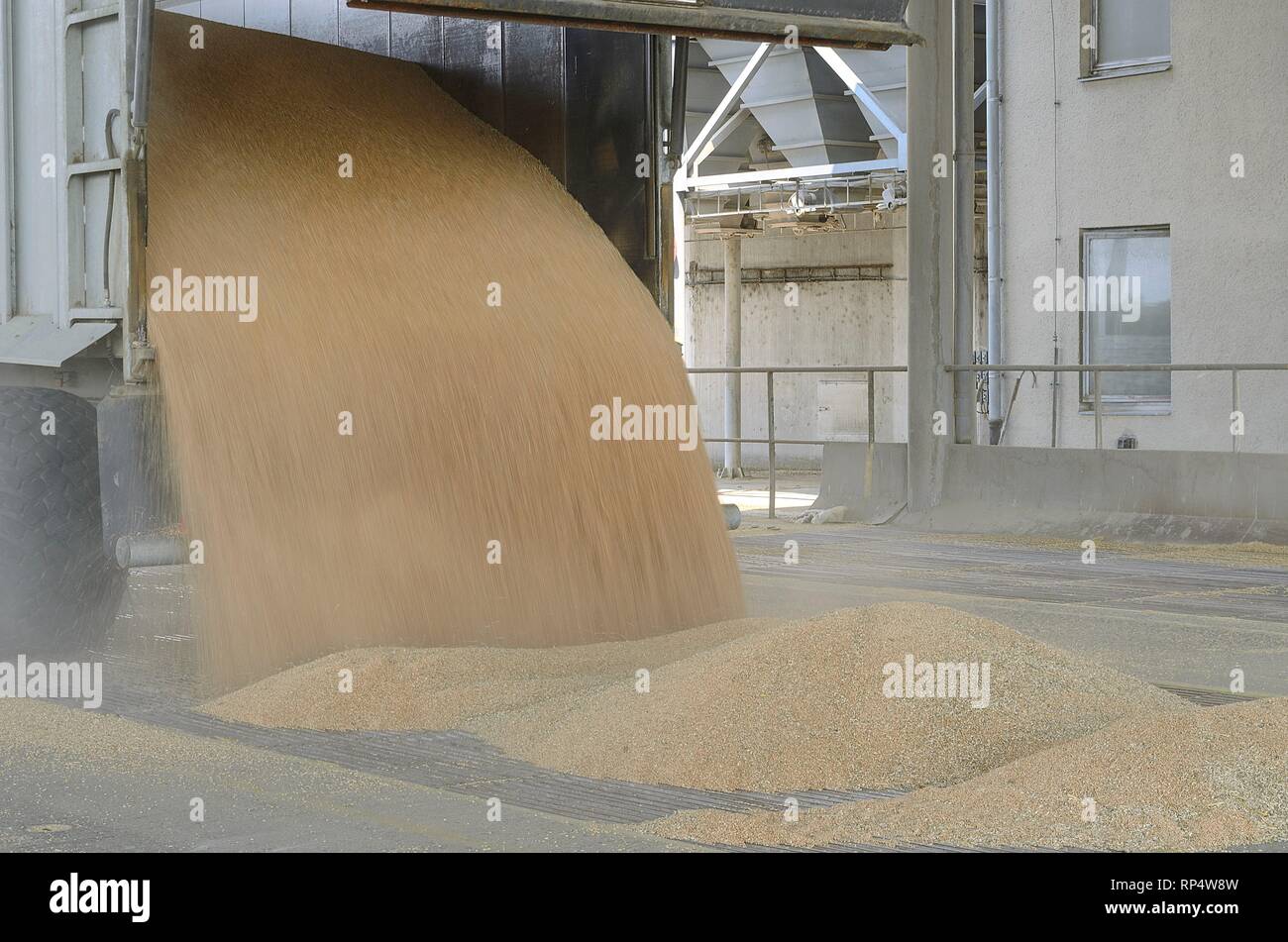 Just harvested corn inside a trailer. Grain poured from trailer into a silo for processing Stock Photo
