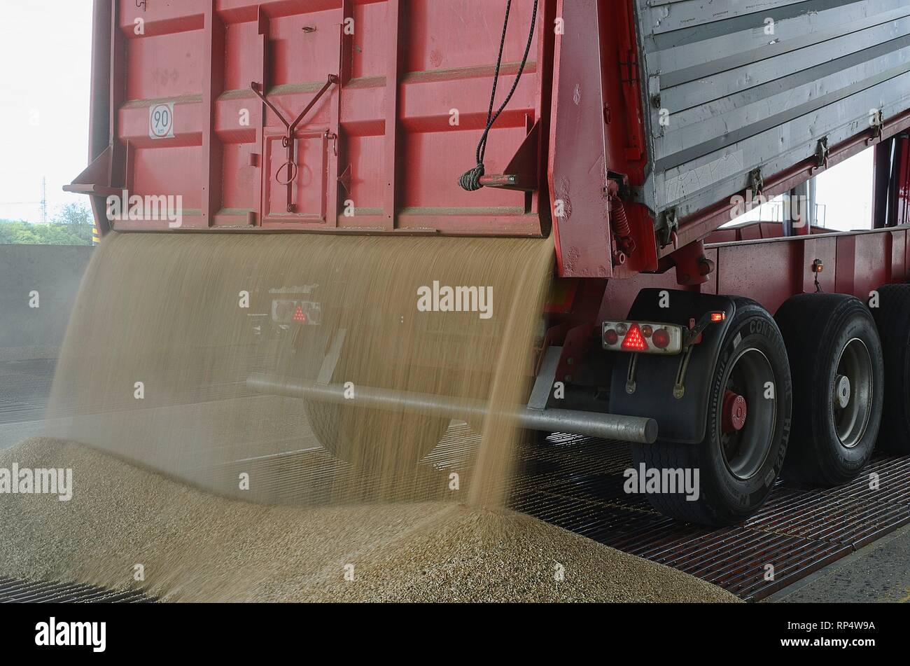 Just harvested corn inside a trailer. Grain poured from trailer into a silo for processing Stock Photo