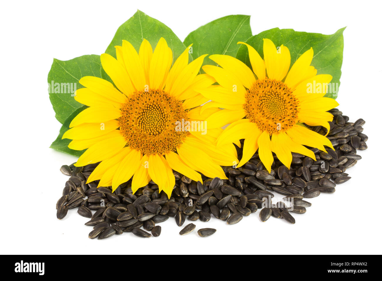 Two sunflowers with seeds and leaves isolated on white background. Stock Photo