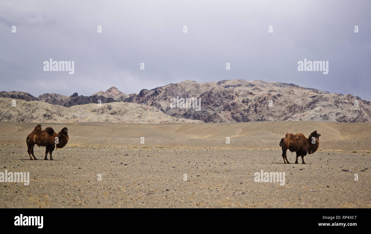 Bactrian Camels, Gobi desert, Omnogov aimag, Mongolia Stock Photo - Alamy