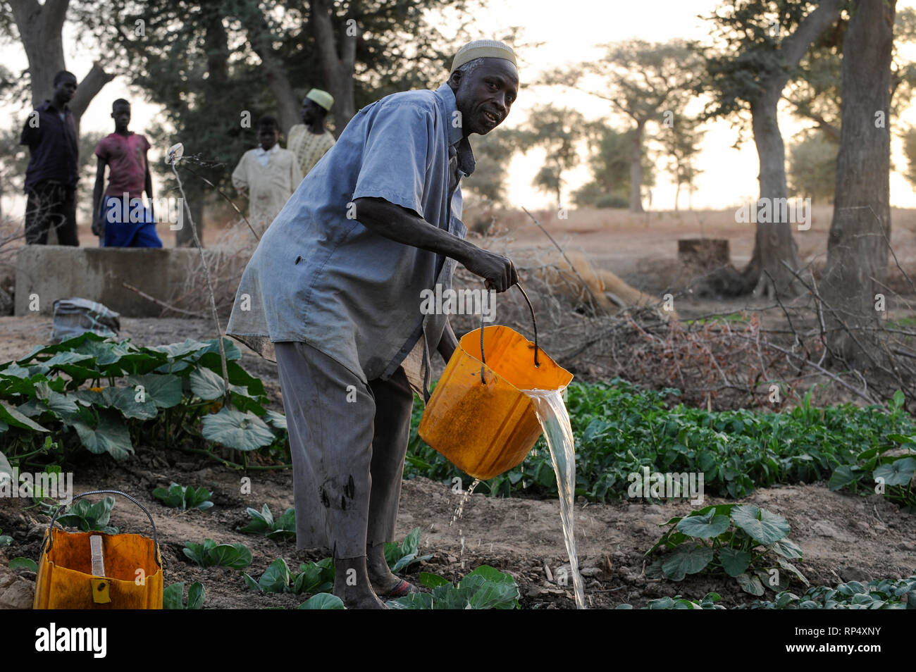 NIGER, Sahel, Zinder, village Baban Tapki, food security and drought resilience project by Caritas, irrigation of vegetable garden from water well with self-made watering can from a plastic jerry can Stock Photo