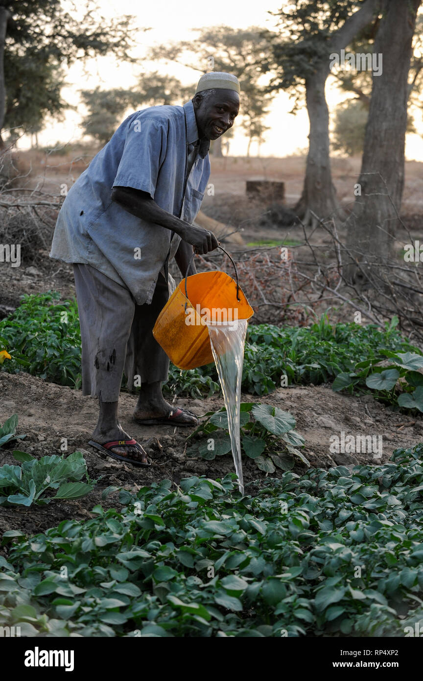 NIGER, Sahel, Zinder, village Baban Tapki, food security and drought resilience project by Caritas, irrigation of vegetable garden from water well with self-made watering can from a plastic jerry can Stock Photo
