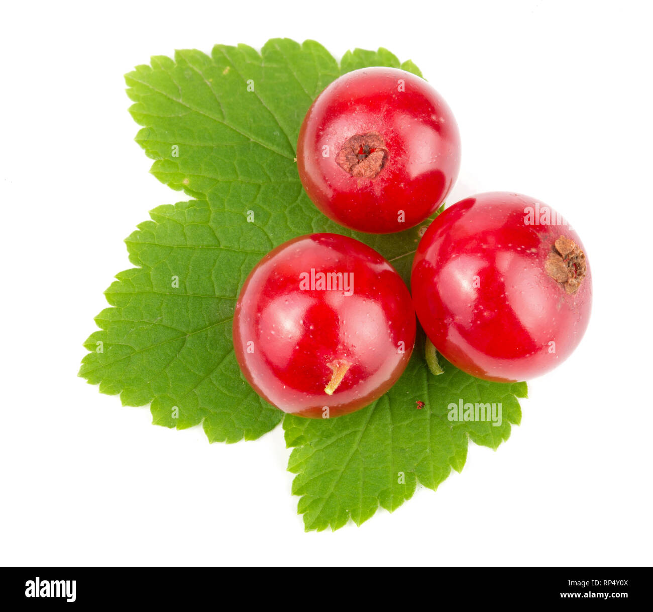 Red currant berry with leaf isolated on white background macro. Top ...