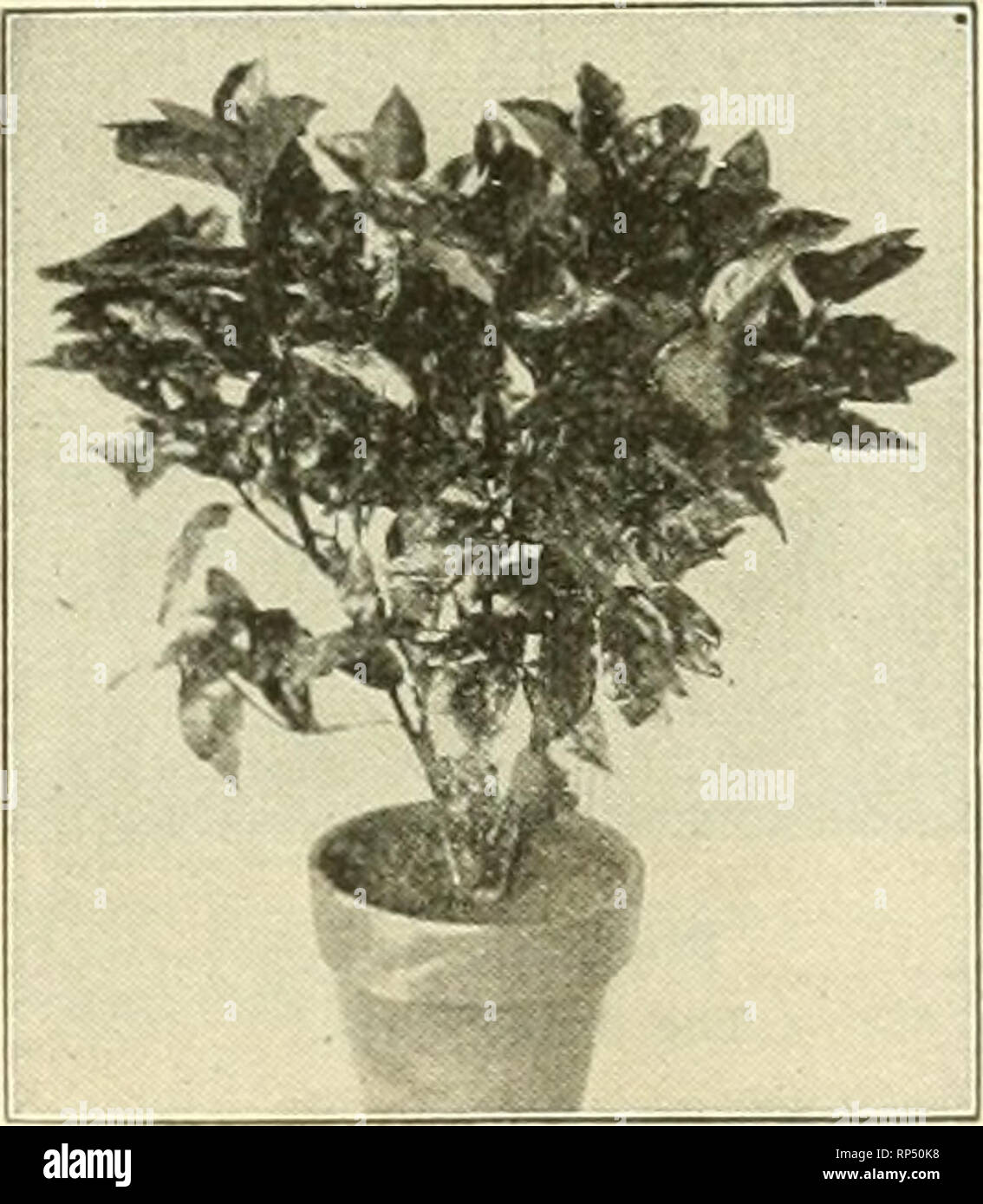 . The American florist : a weekly journal for the trade. Floriculture; Florists. Boxwood Bushes 10 to 12 inches high. $20.00 per 100. 12 inches high, $30.00 per 100. 18 inches high. $50.00 per 100. All fine plants for window boxes or Xmas sales. Araucaria Txcelsa. Norfolk island Si.^e Tiers Height iPer doz. 4-in. pots 2 and 3 .. S to 10 in $ 6 00 5-in. pots 3 and 4... 12 to 14 in 4 00 6 in. pots 4 and 5...IS to 20 in 12 00 7-in. pots 4 and 5...22 to 24 in 18 00 This is an e.xceptionally good lot. and we can give you good value. Asparagus Scandens Deflexus 4-in. pots $2 00 per do?. This is espe Stock Photo