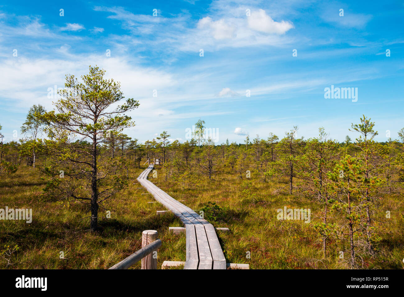 Wooden walk / wooden path for hiking through the bog of Kemeri National Park during autumn with clear blue sky (Riga area, Latvia, Europe) Stock Photo