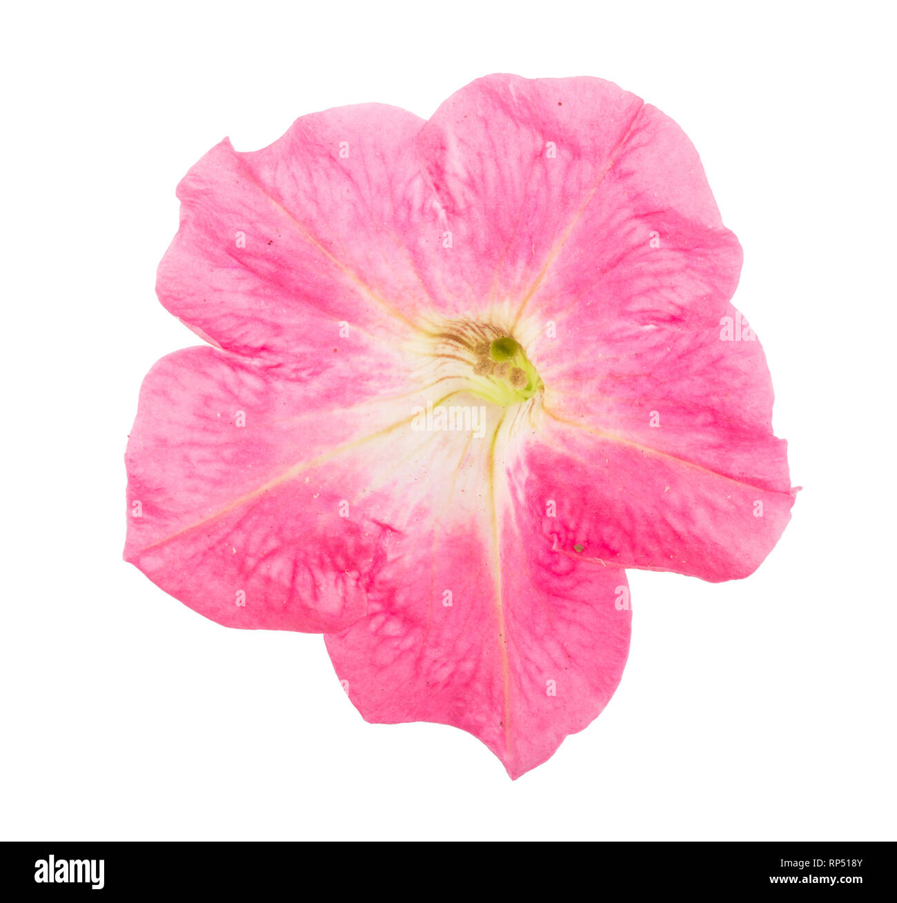 pink flower of petunia isolated on white background. Stock Photo