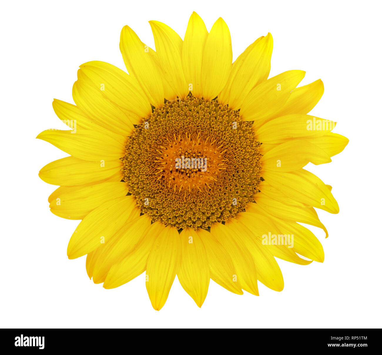 sunflower isolated on white background close up. Top view Stock Photo ...