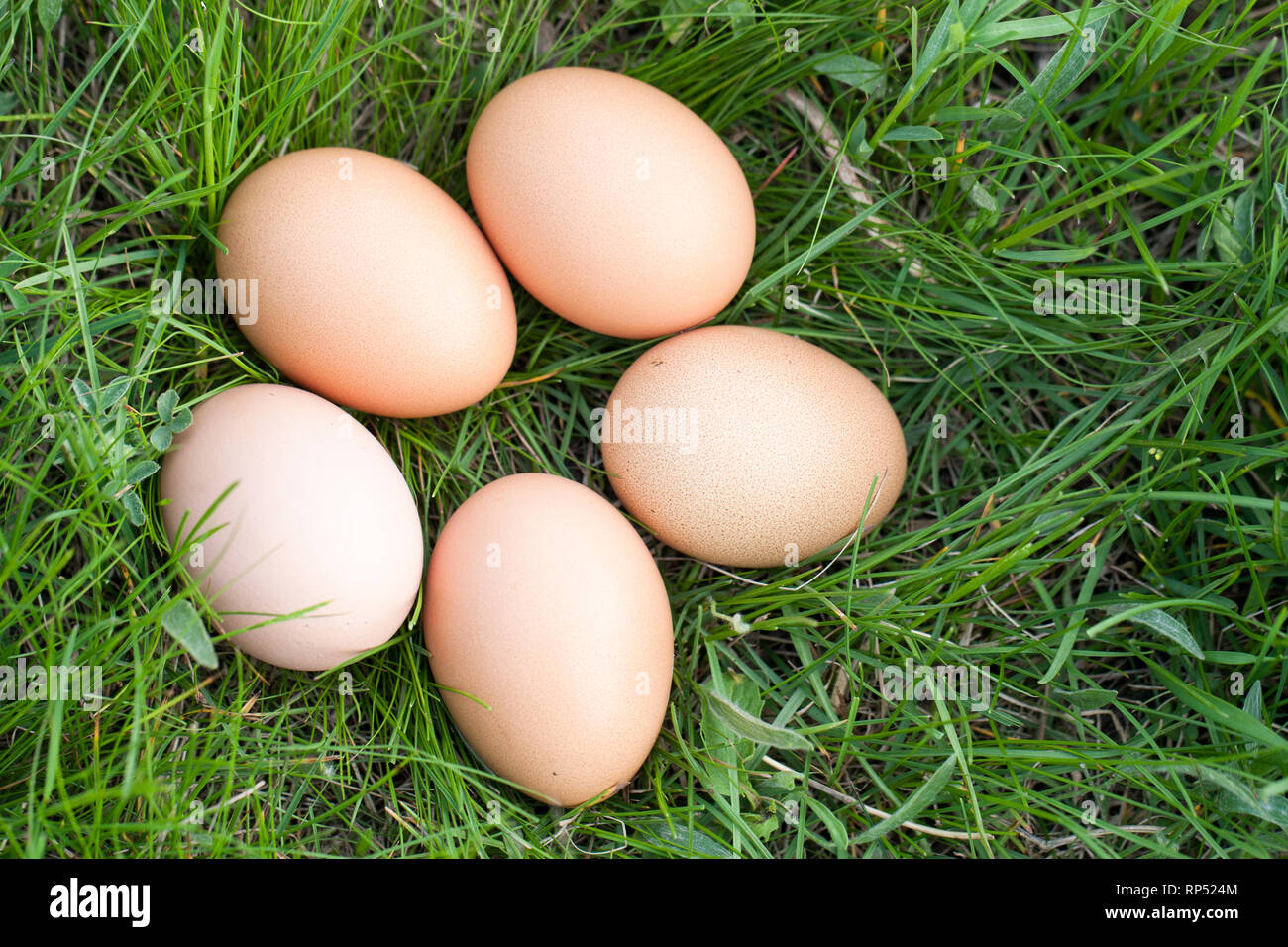 chicken eggs lying in a nest of green grass. Stock Photo