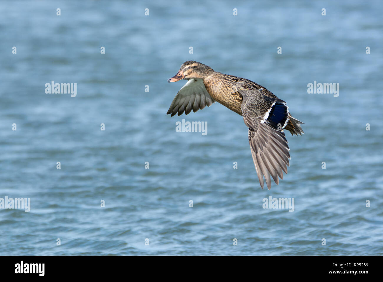 Female Mallard duck, missing an eye, in flight Stock Photo
