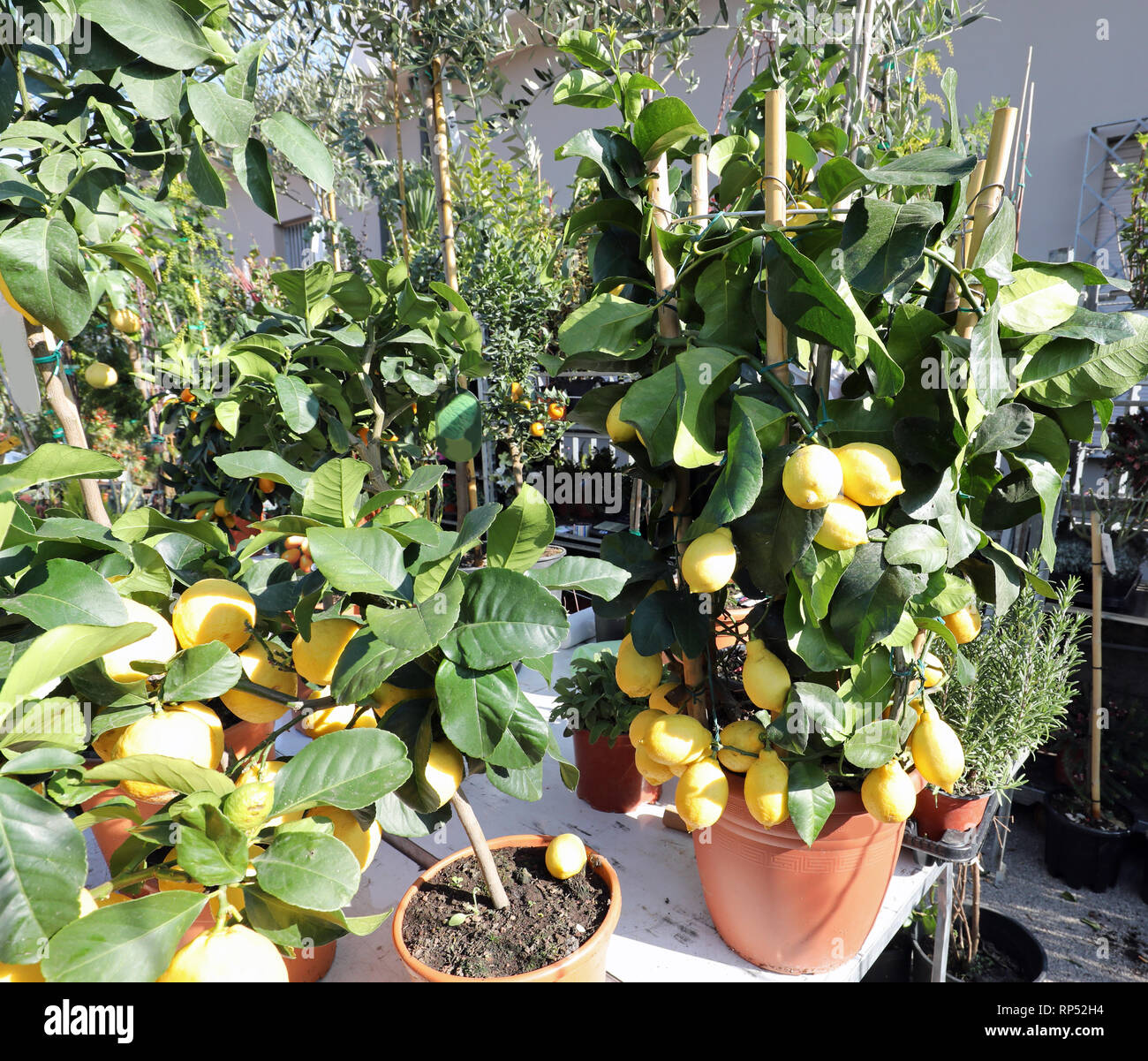 pots with lemons tree for sale at outdoor market Stock Photo Alamy