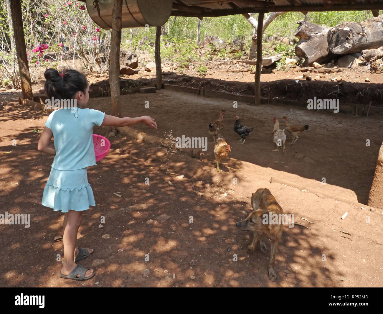 Girl feeding chickens hi-res stock photography and images - Alamy