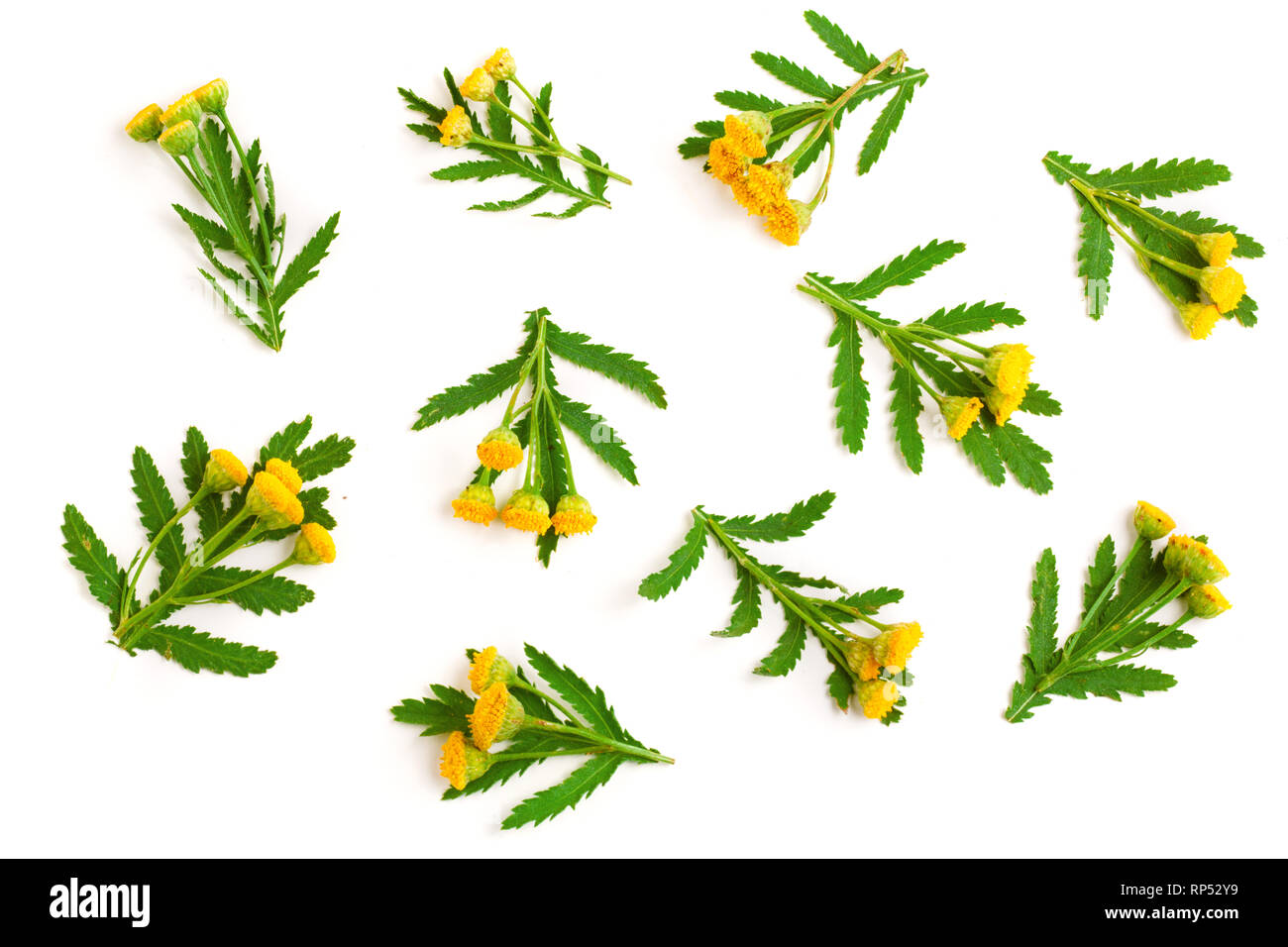 tansy with leaf isolated on a white background. Medical herb. Stock Photo