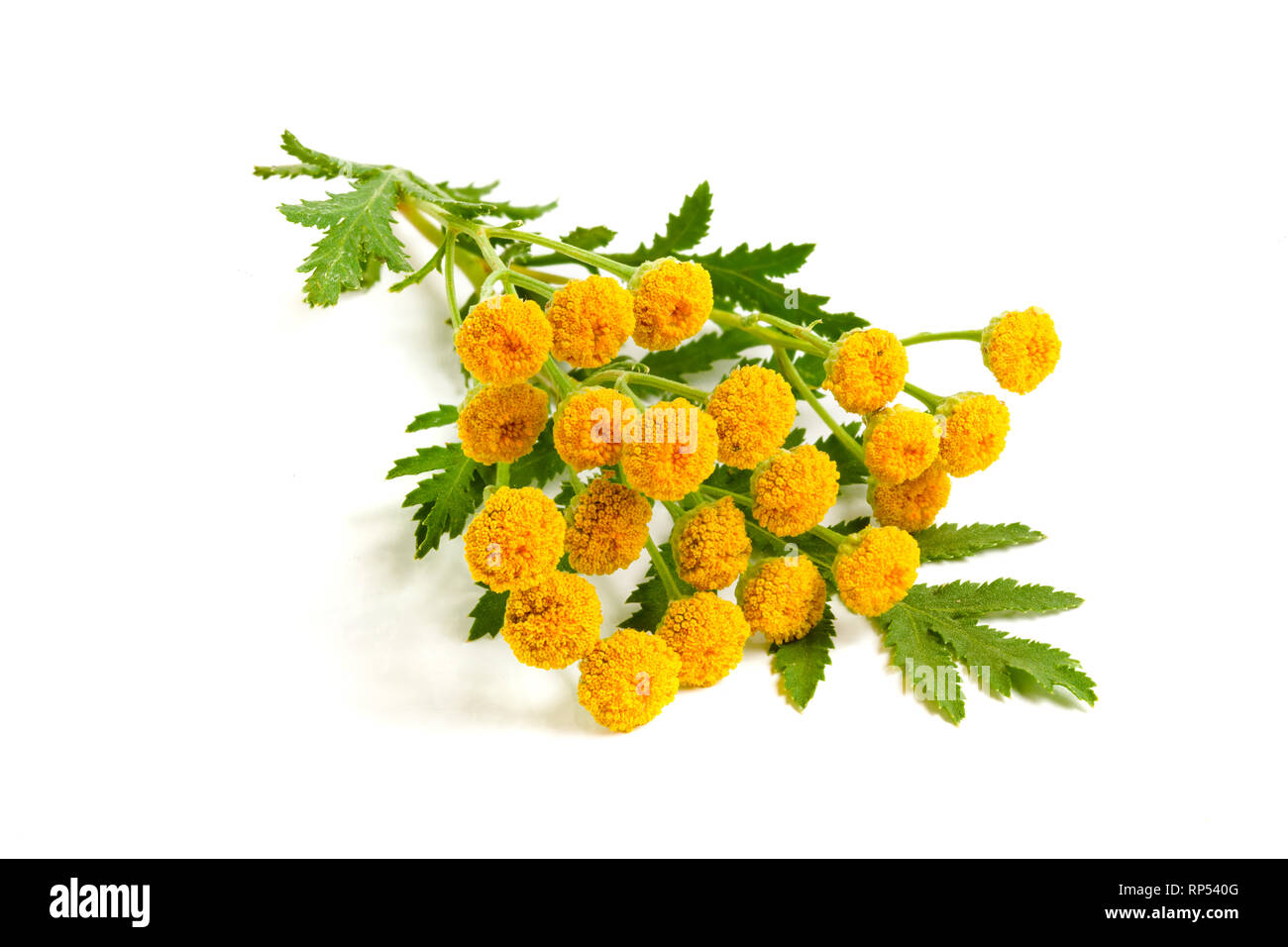 tansy with leaf isolated on a white background. Medical herb. Stock Photo
