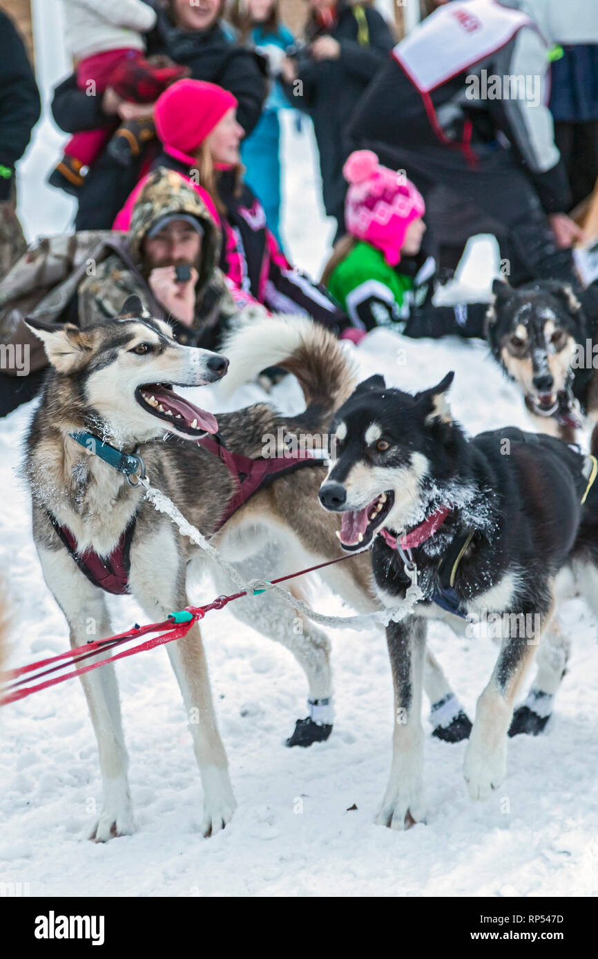 Grand Marais, Michigan - Sled dogs at the halfway point of the UP 200, an annual 238-mile race from Marquette, Michigan to Grand Marais and back. Stock Photo
