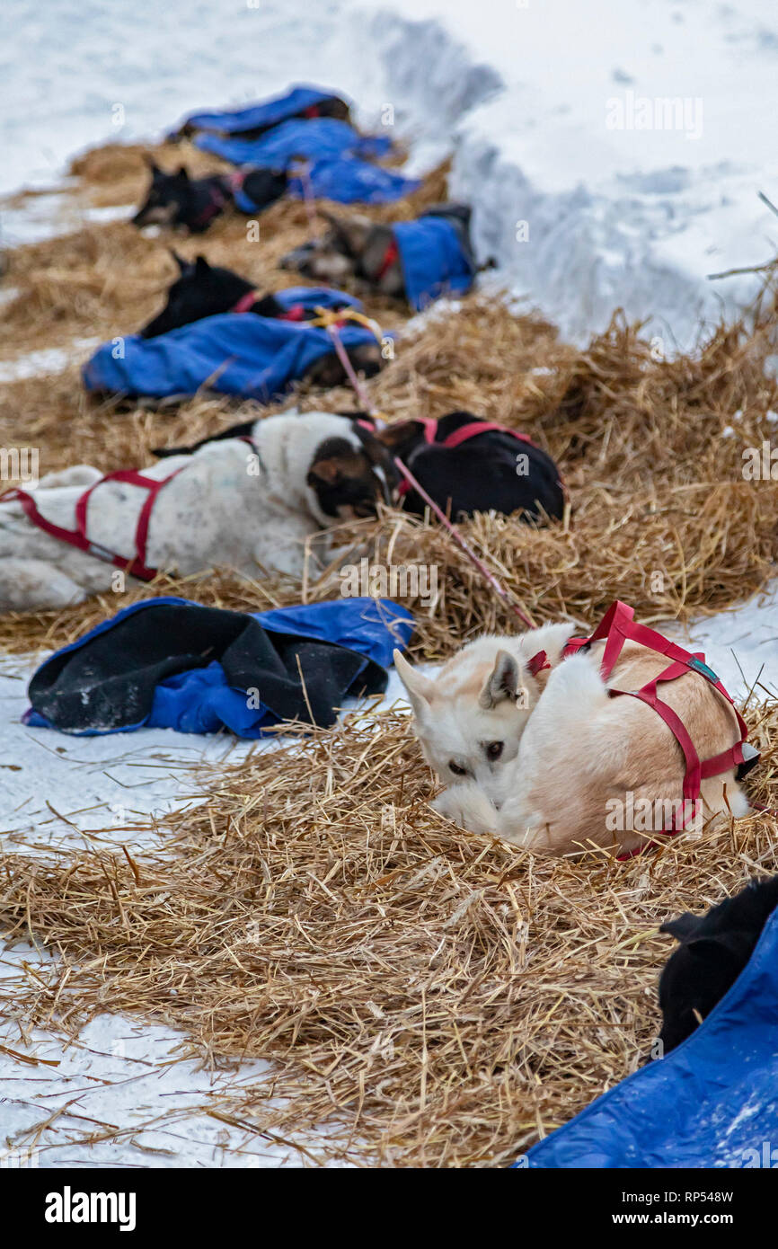 Grand Marais, Michigan - Sled dogs rest at the halfway point of the UP 200, an annual 238-mile race from Marquette, Michigan to Grand Marais and back. Stock Photo