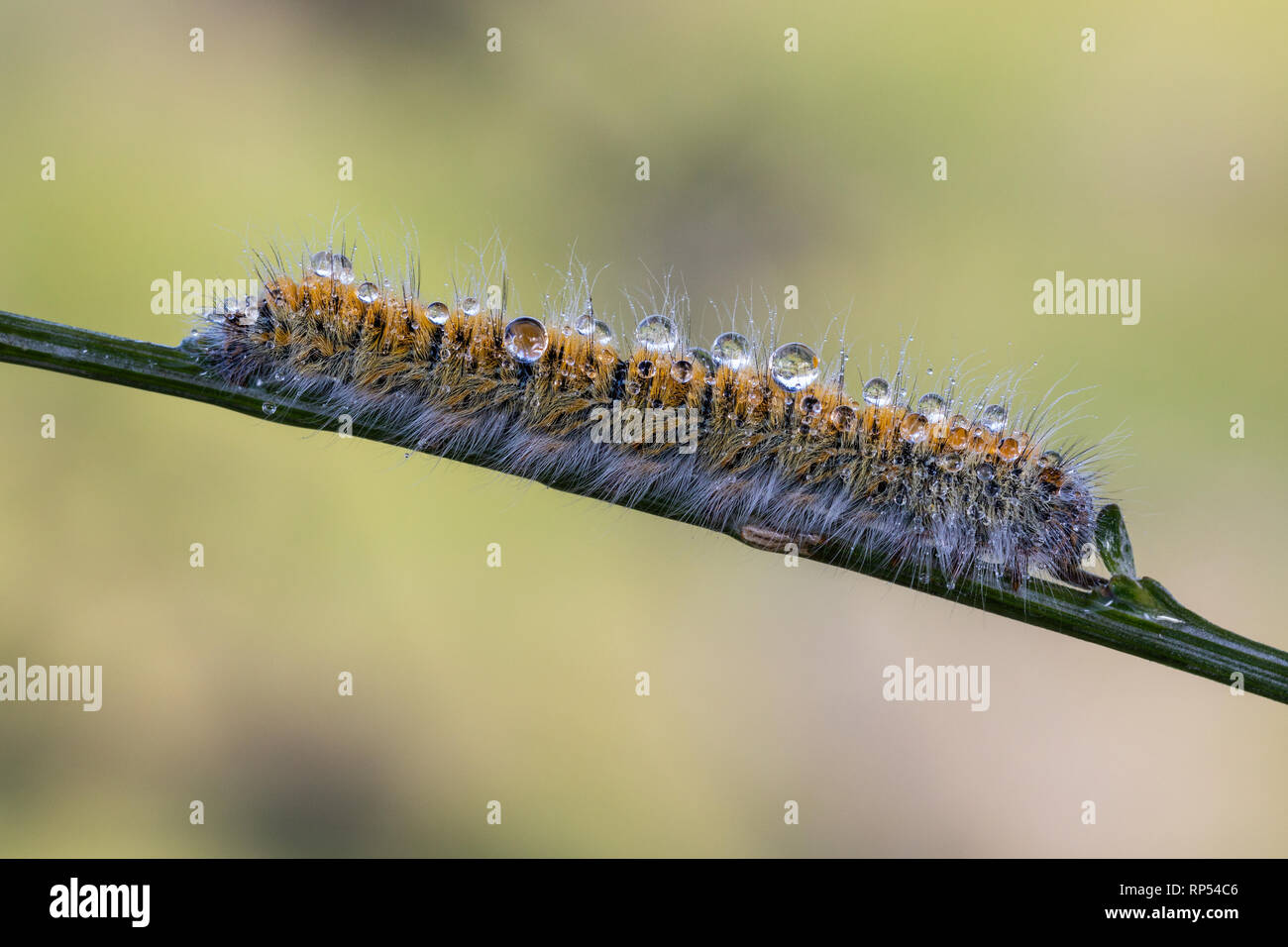 Caterpillar in water drops. Caterpillar photographed in their natural