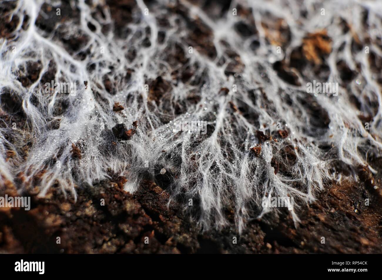 A macro image of fungal mycelium, or hyphae ramifying over the surface of a wooden block. This mycelial network normally only occurs underground. Stock Photo