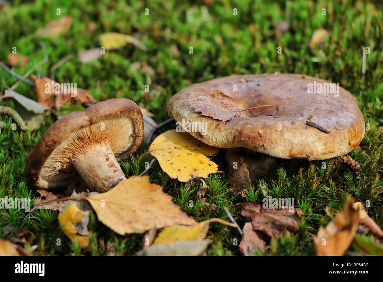 Paxillus involutus, or The Brown Roll Rim fungus, is a common, widely  consumed fungus, but is known to cause a severe and deadly allergic reaction. Stock Photo