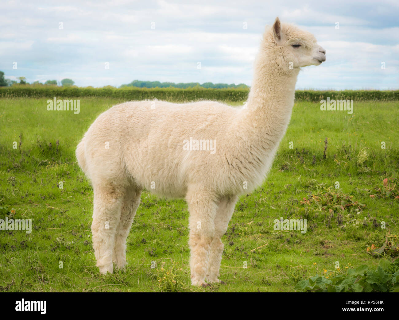 Alpaca (Vicugna pacos) - a species of South American camelid. Stock Photo
