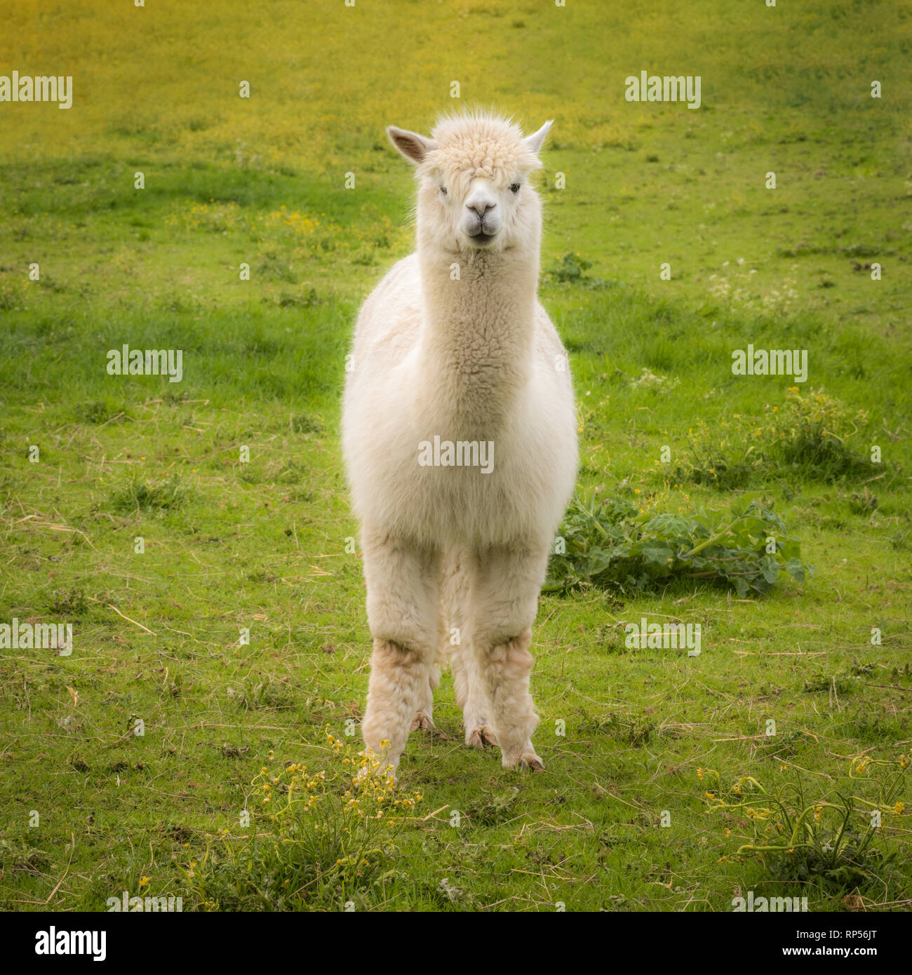 Alpaca cria hires stock photography and images Alamy