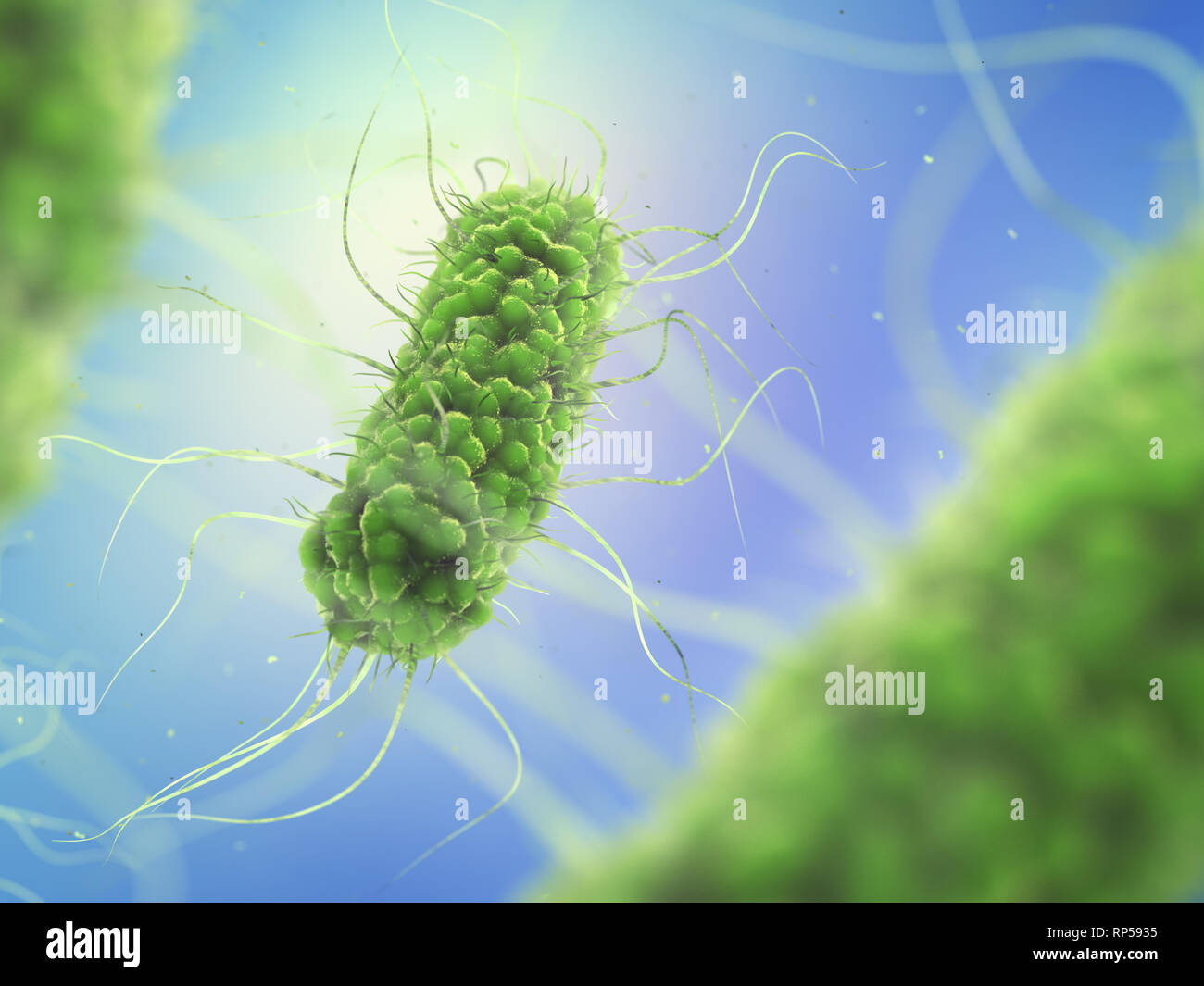 Pathogenic Salmonella Bacteria , Microbiological research Stock Photo