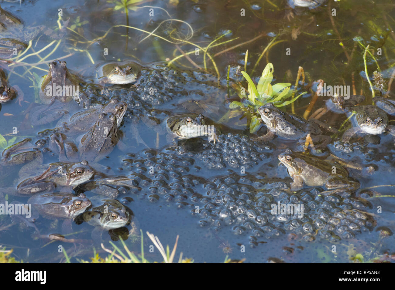 Common Frog, Rana temporaria, many males waiting on frog spawn in breeding pond for females to arrive for spawning, February, garden pond Stock Photo