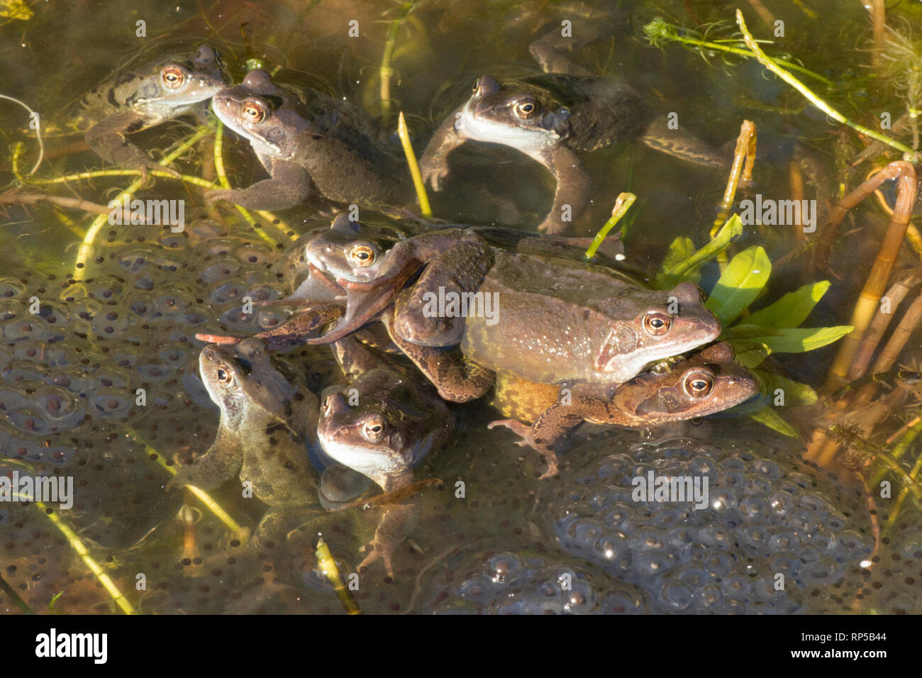 Common Frog, Rana temporaria, one pair, male and female among many males waiting on frog spawn for females to arrive for spawning, Stock Photo