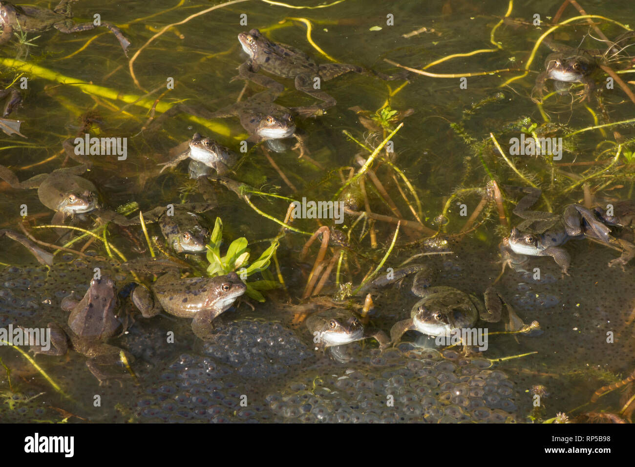 Common Frog, Rana temporaria, many males waiting on frog spawn in breeding pond for females to arrive for spawning, February, garden Stock Photo