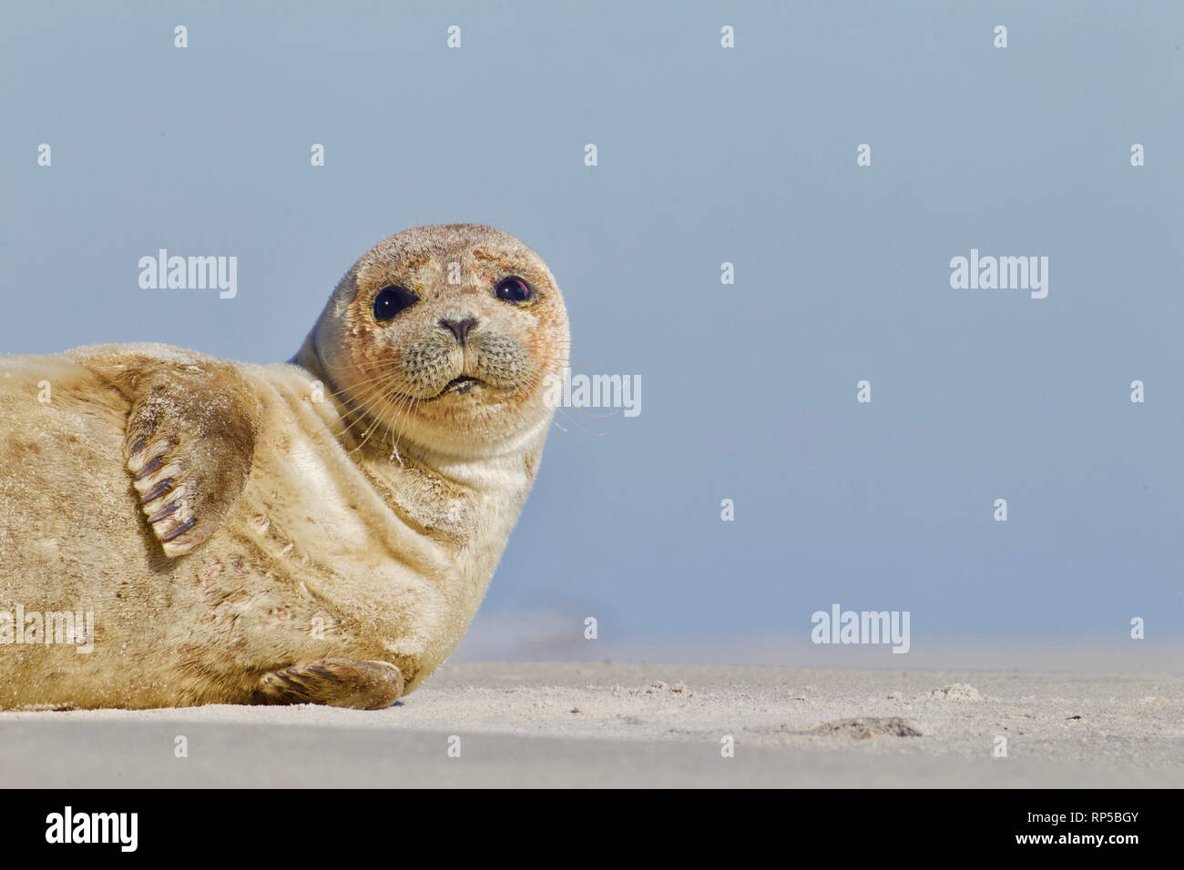 A young Seal sunbathes on the beach at low tide on Long Beach Island