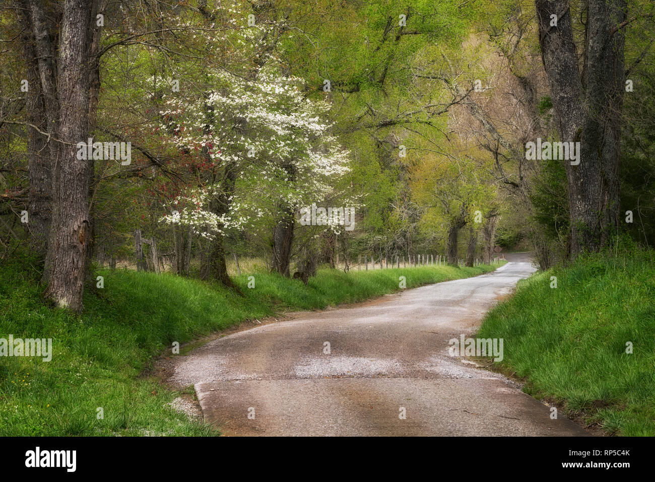 Spring view of Sparks Lane in Cade’s Cove, Great Smoky Mountains