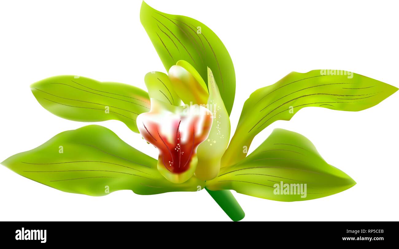 Orchid vector vectors hi-res stock photography and images - Alamy