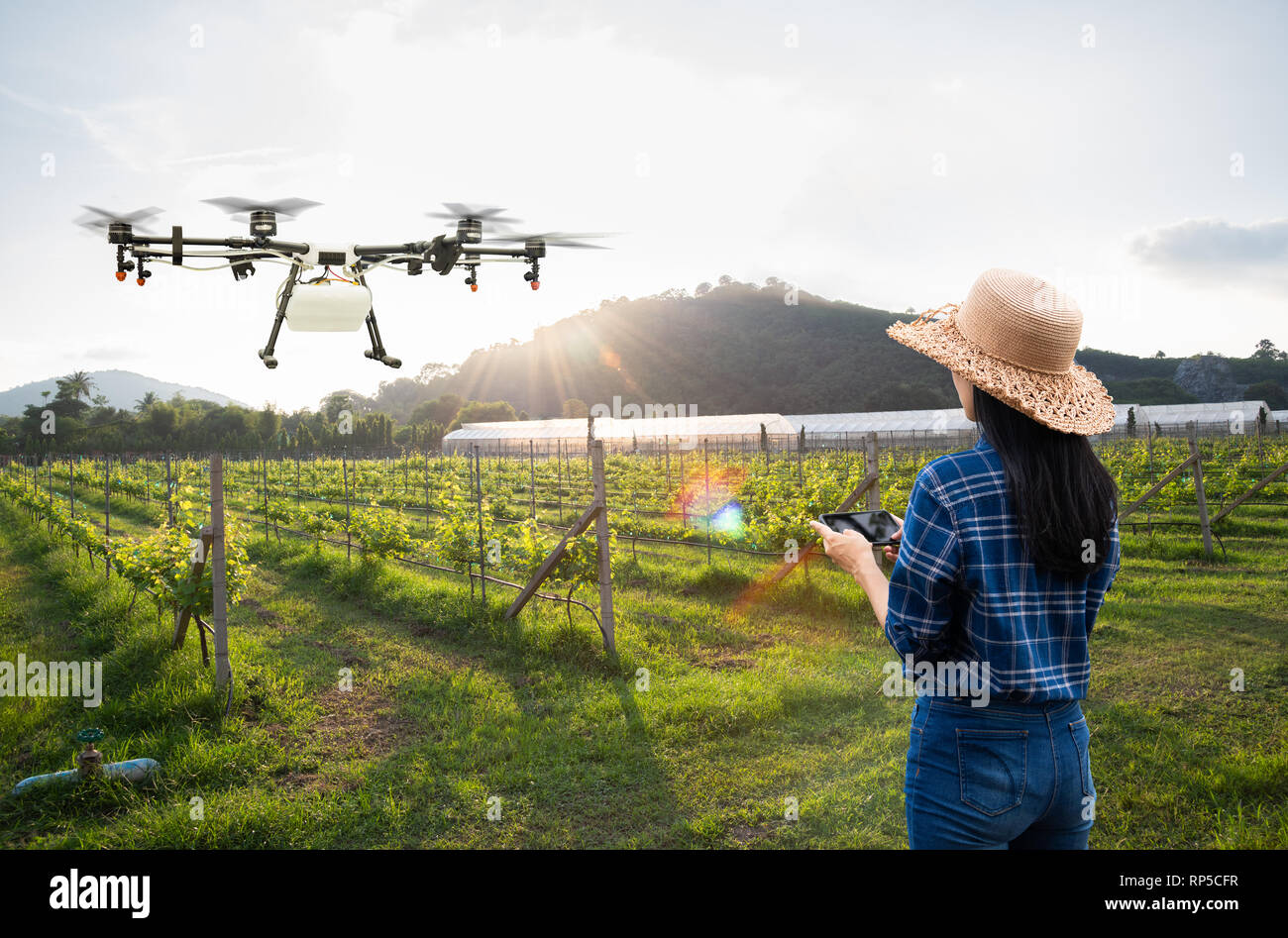 Woman farmer use smart phone control agriculture drone fly to sprayed fertilizer on the grape fields, Smart farm 4.0 concept Stock Photo