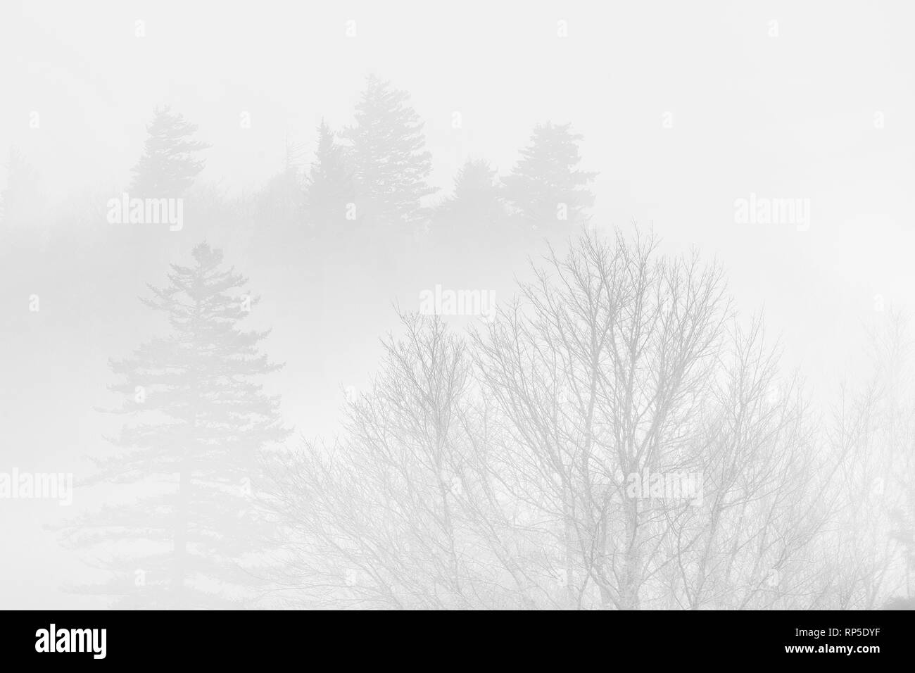 Fog silhouette hi-res stock photography and images - Alamy