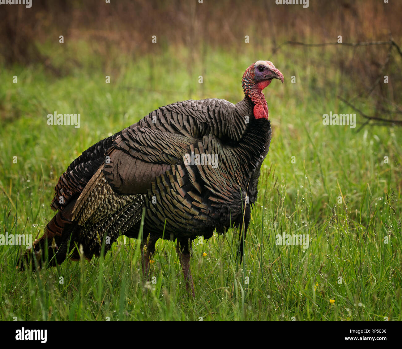Wild turkey in Cades Cove, Great Smoky Mountains National Park