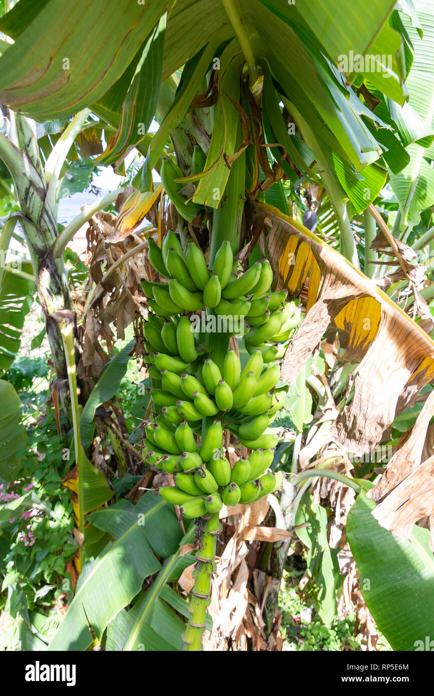 Hanging fruit on banana plant in plantation, St Davids, Grenada, Lesser Antilles, Caribbean Stock Photo