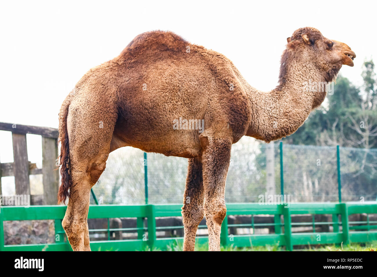 Camel, Dromedary (Camelus dromedarius) Stock Photo
