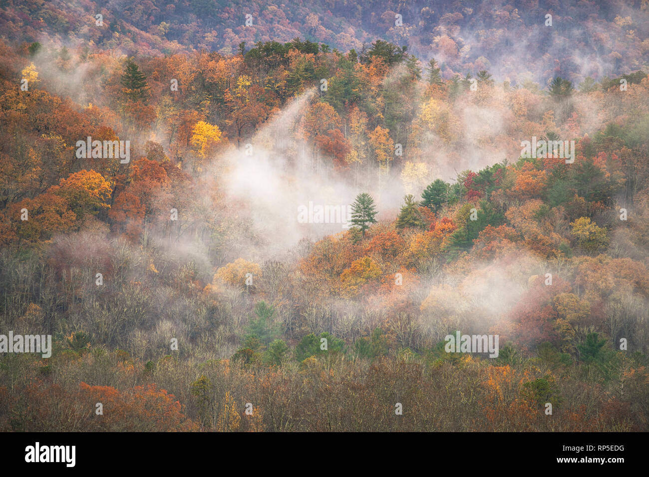 Fog ebbs and flows amidst autumn leaves in Cades Cove, Great Smoky Mountains National Park, Tennessee Stock Photo