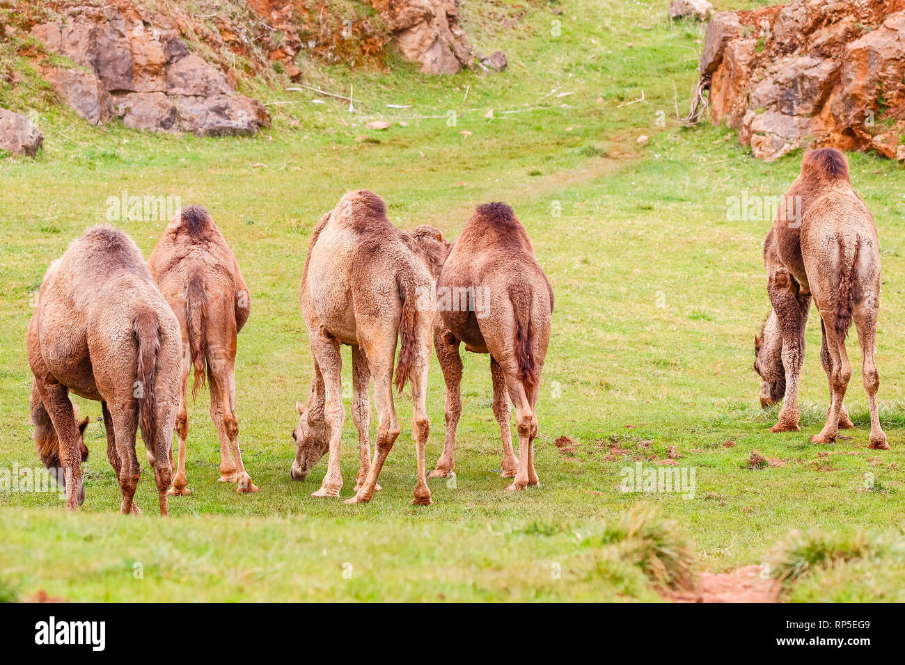 Camel, Dromedary (Camelus dromedarius) Stock Photo