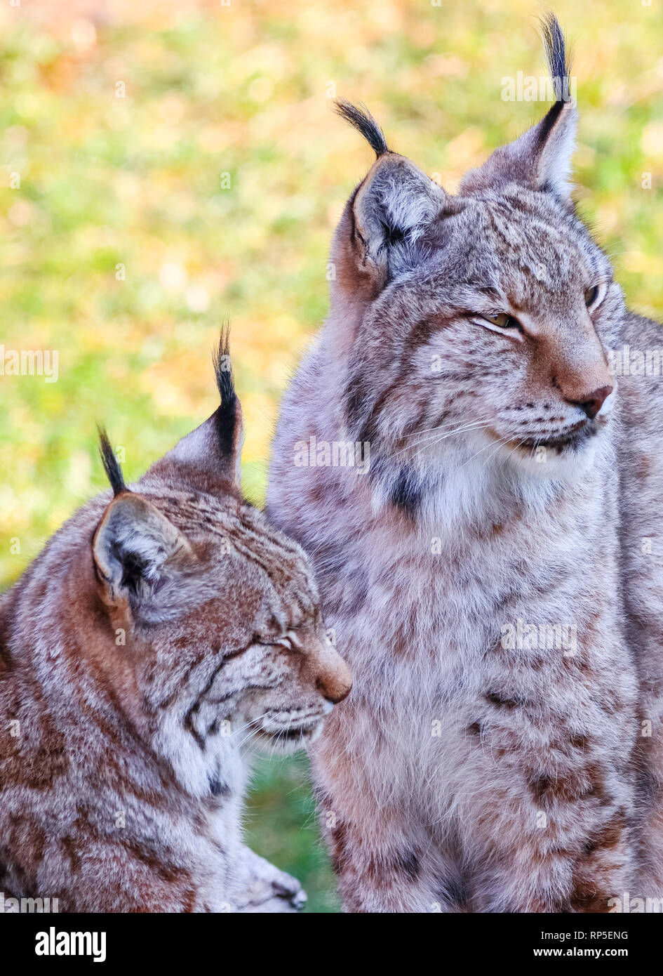 Boreal lynx hotsell