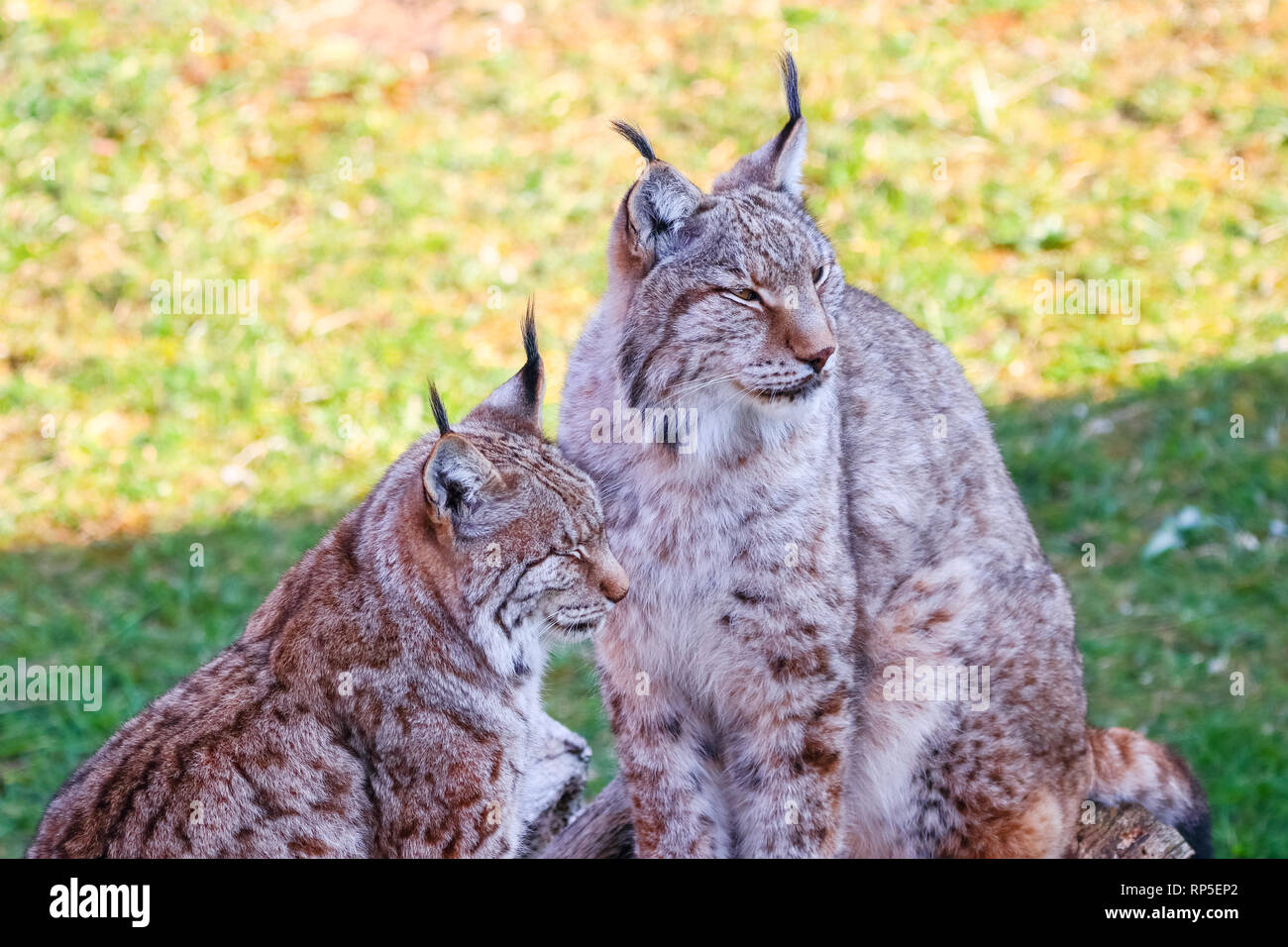 Eurasian lynx or Boreal Lynx (Lynx lynx), is a mediumsized cat native