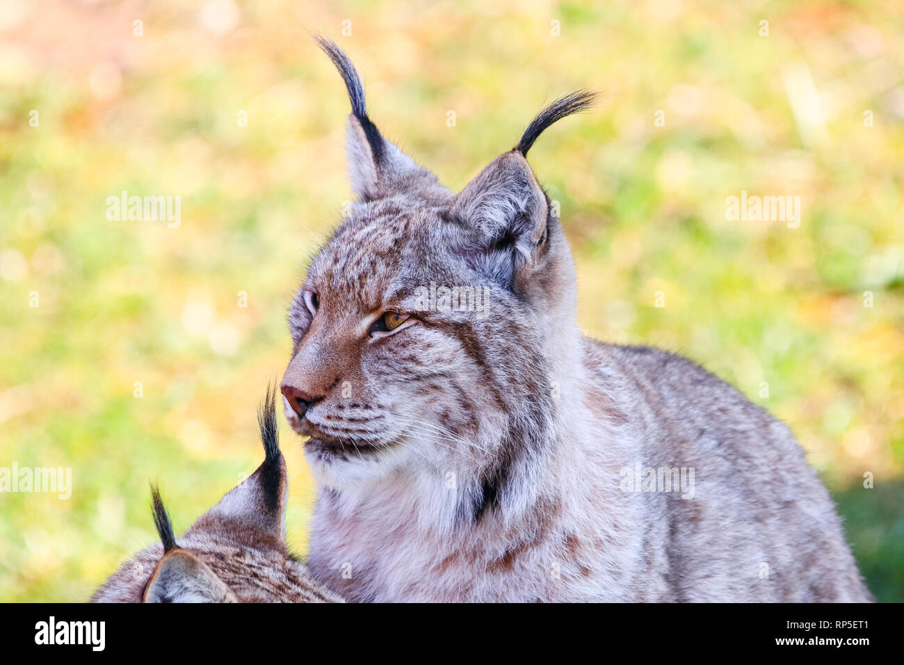 Boreal lynx hotsell