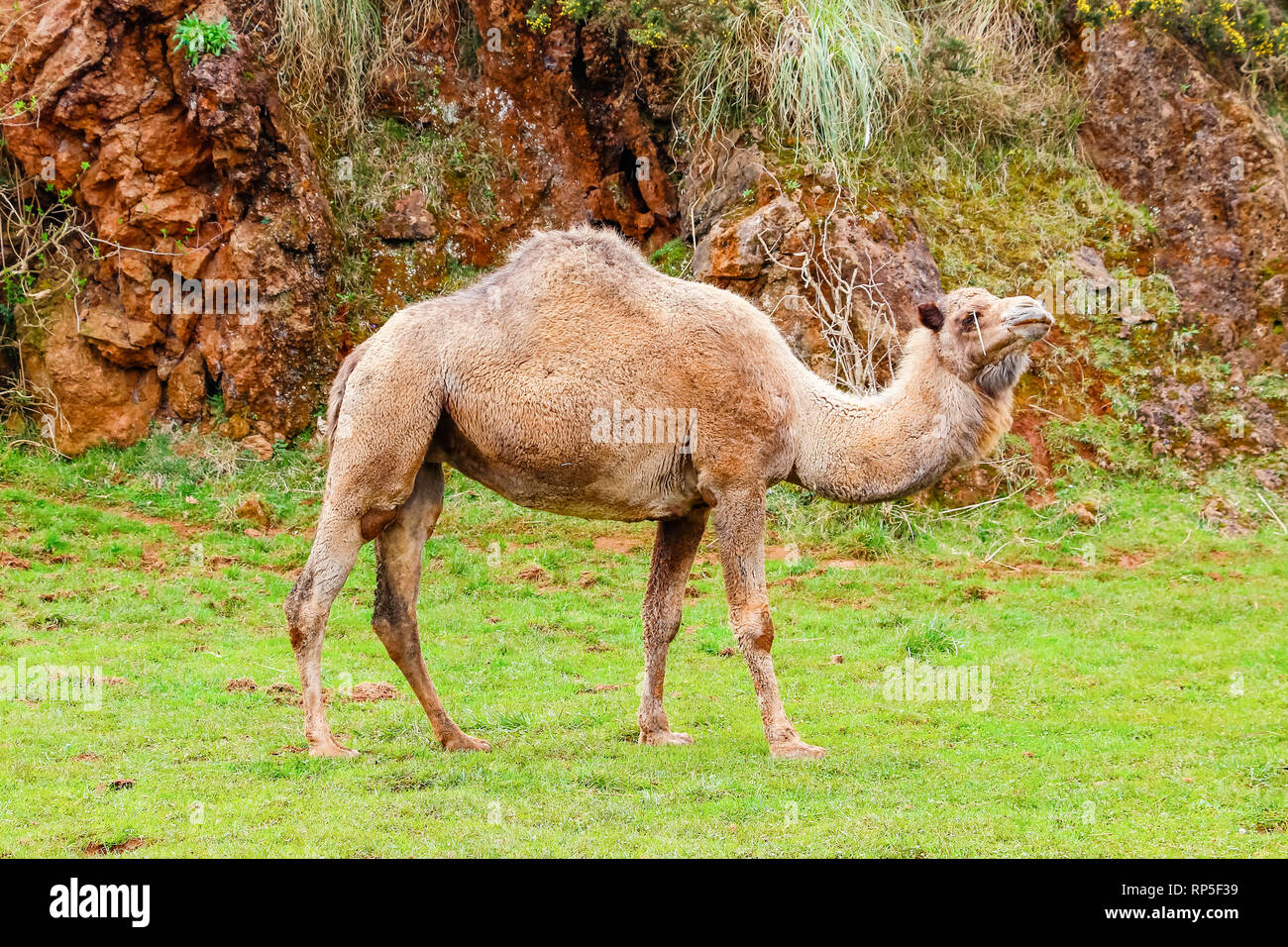 camel-dromedary-camelus-dromedarius-stock-photo-alamy