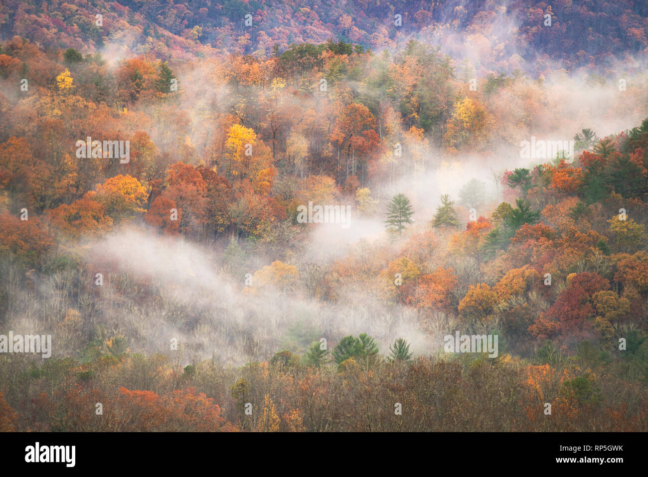 Fog ebbs and flows through autumn forest at Cades Cove, Great Smoky Mountains National Park, Tennesee Stock Photo