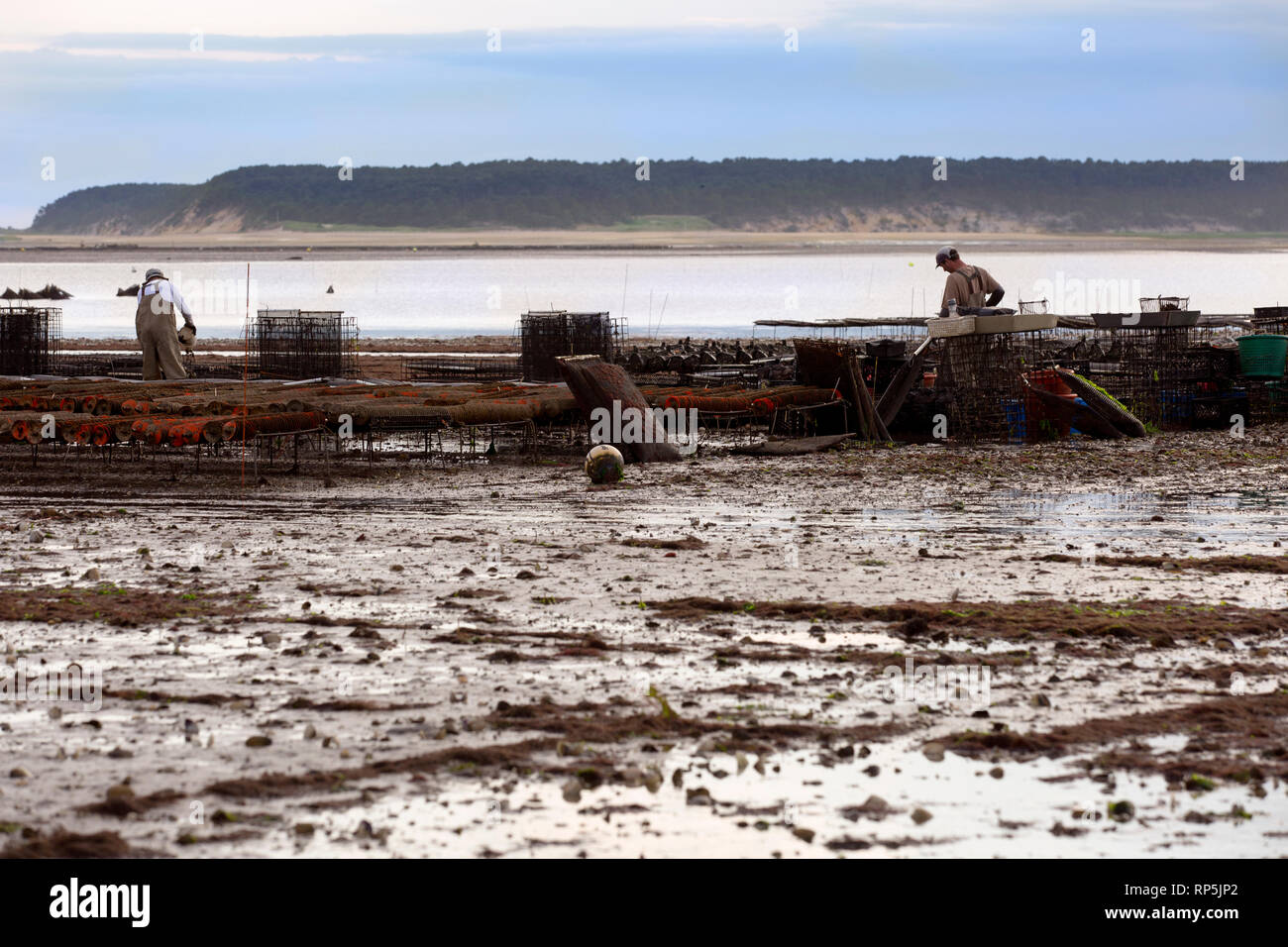 Oyster farming in Wellfleet MA on Cape Cod at sunset Stock Photo Alamy