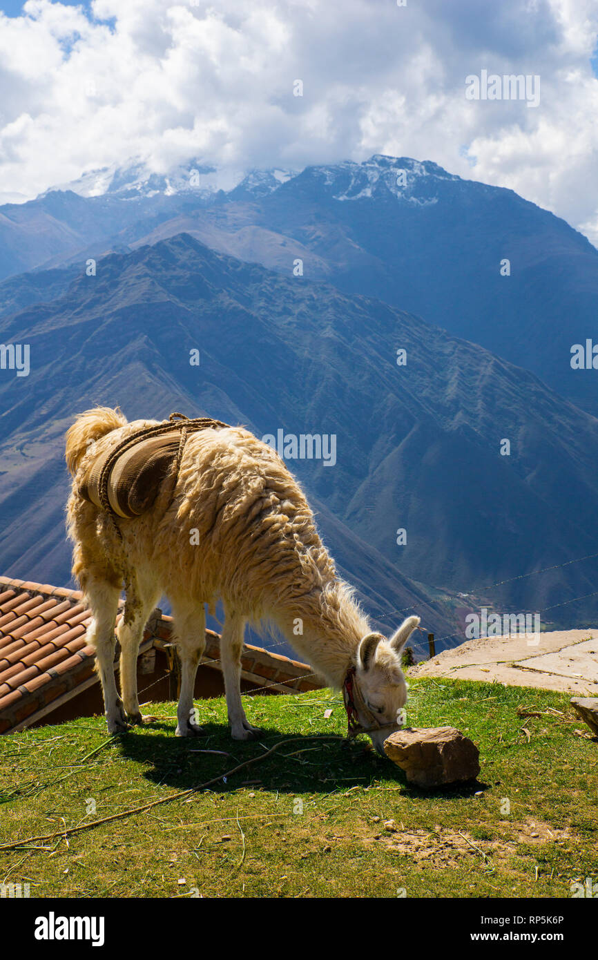 Alpaca eating grass with scenic view of Andes mountains in background. Stock Photo