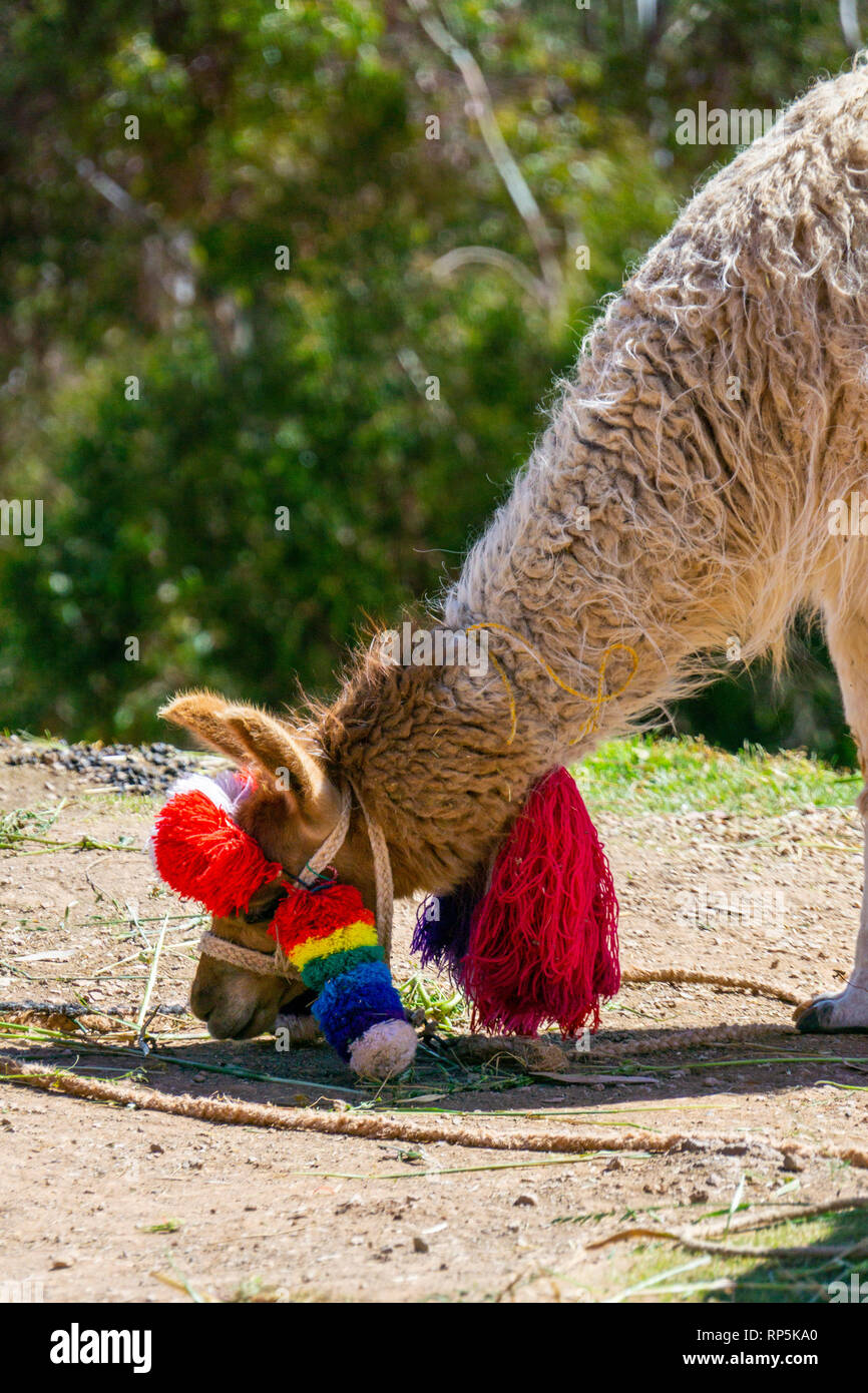 Alpaca with colorful rainbow yarn hat eats grass in Andes mountains, Peru. Stock Photo