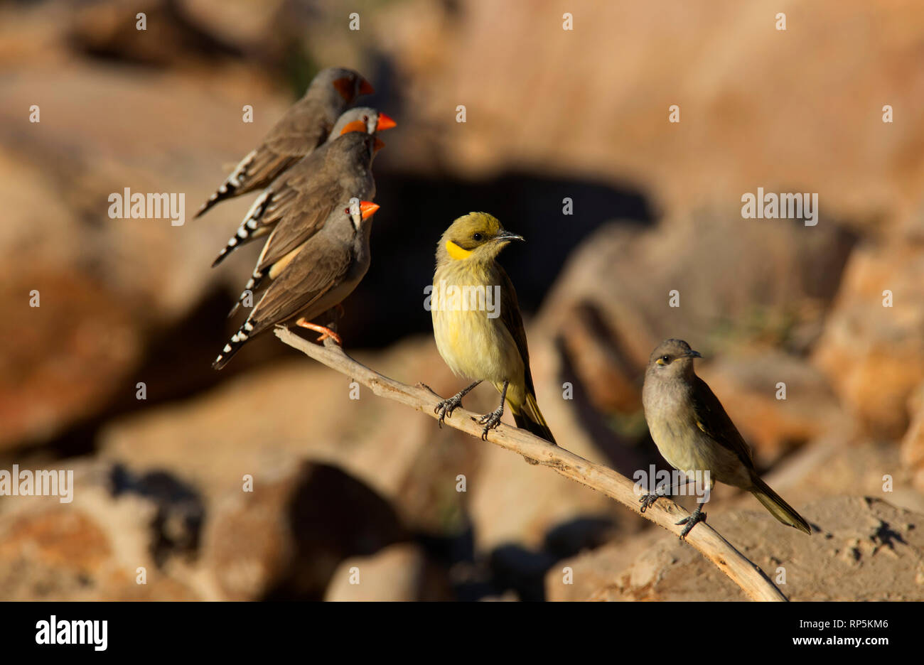 A Grey-fronted Honeyeater, Lichenostomus plumulus,  near Mount Isa, Western Queensland, with zebra finches and a brown honeyeater sharing a perch near Stock Photo